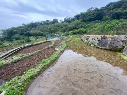 生活實驗室｜台北｜灌溉與排水工程課程實際走訪陽明山梯田與八仙圳稻田